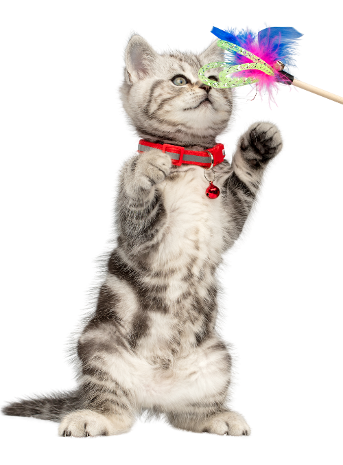 Cat 1